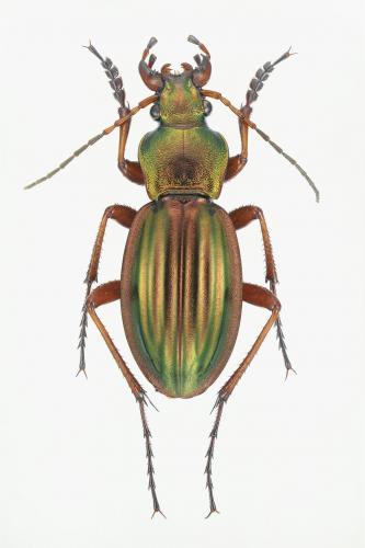 Carabus auratus